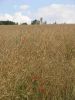 somme11-108.jpg