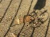 Filename=IMG_3934.jpg
Filesize=131KiB
Dimensions=700x525
Date added=Oct 17, 2016 IMG_3934.jpg